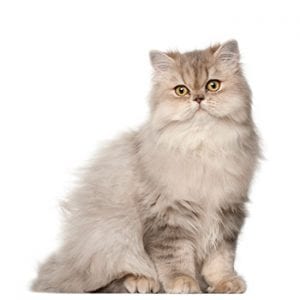 חתול פרסי למכירה