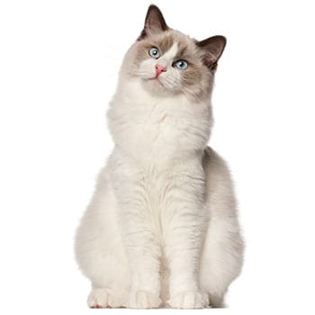 חתול רגדול למכירה